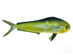 mahi mahi or common dolphinfish